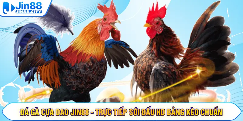 Đá Gà Cựa Dao JIN88 - Trực Tiếp Sới Đấu HD Bảng Kèo Chuẩn