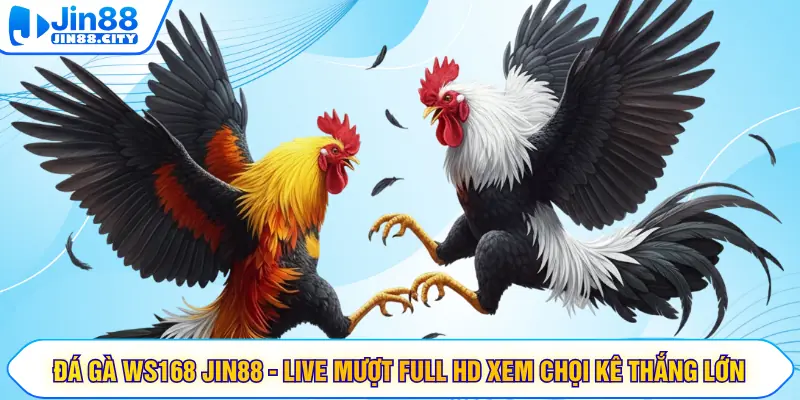 Đá Gà WS168 JIN88 - Live Mượt Full HD Xem Chọi Kê Thắng Lớn